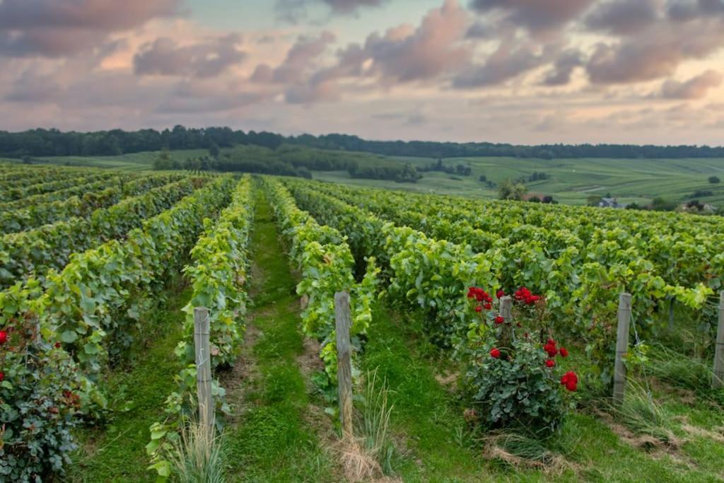 Maison De Champagne F.Barbier ! Avize Luaran gambar